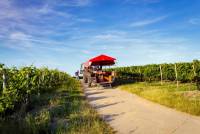 Informative Traktorfahrt mit Weinprobe im Weinberg